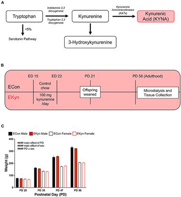 Time of Day-Dependent Alterations in Hippocampal Kynurenic Acid, Glutamate, and GABA in Adult Rats Exposed to Elevated Kynurenic Acid During Neurodevelopment
